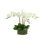 Organic Modern Orchid Arrangement