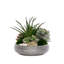 Succulent with Pebbles and Moss in Textured Silver Bowl