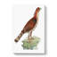Falcon by George Shaw - Wrapped Canvas-55304019