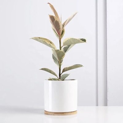 2-Piece, 4.5" Ceramic Pot Planter