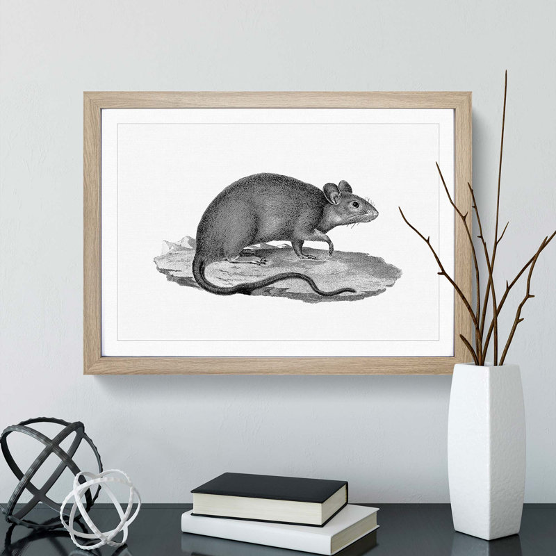 Rat Illustration - Picture Frame Drawing Print, 27cm H x 36cm W x 2cm D, Oak Framed