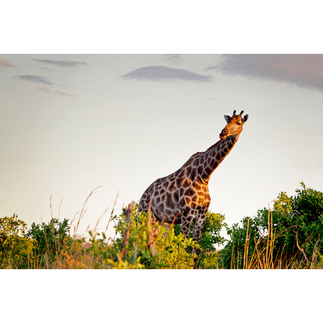 Giraffe im Hwange-Nationalpark von Brytta - Kunstdrucke auf Leinwand