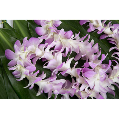 " Hawaiian Flowers " by Punchalit_Chotikasatian