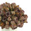 Burgundy Dried Flower Bundle In Cream Ceramic Pot With Wooden Base-675994086