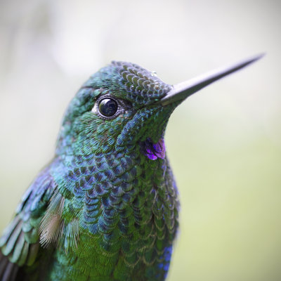 Green Crowned Brilliant Hummingbird - Wrapped Canvas Print