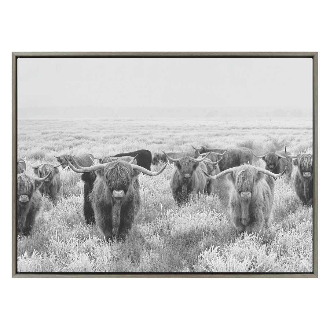 Kyshon " Herd Of Highland Cows Black And White " by The Creative Bunch Studio Lark Manor™ 