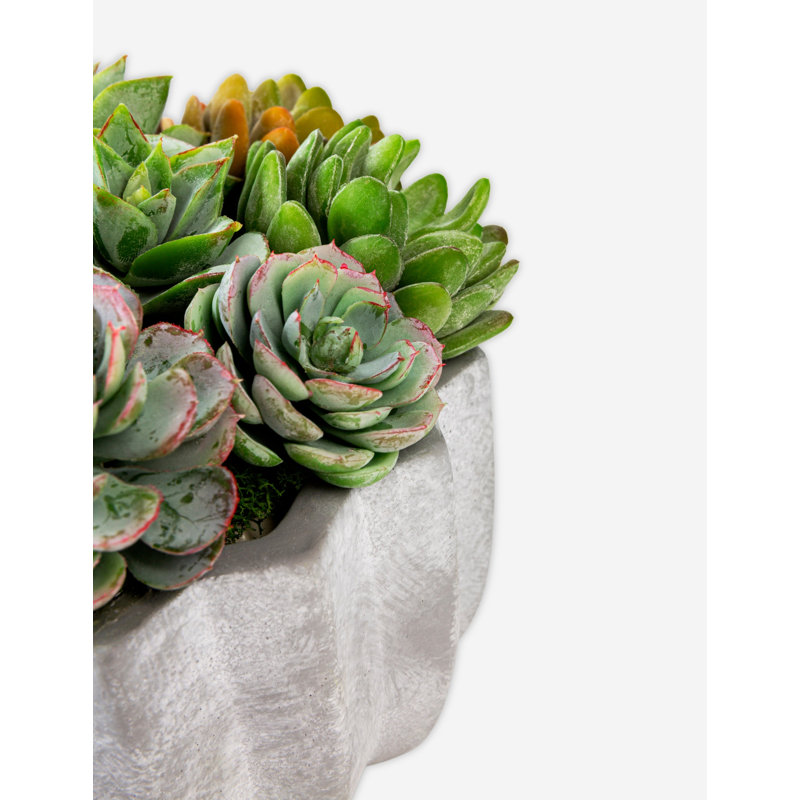 Madison Pleated Ceramic Succulent Arrangement