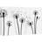 Dandelion " Black And White Windy Dandelion Silhouettes "-99543137