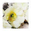 «Coquelicots blancs»-101101624