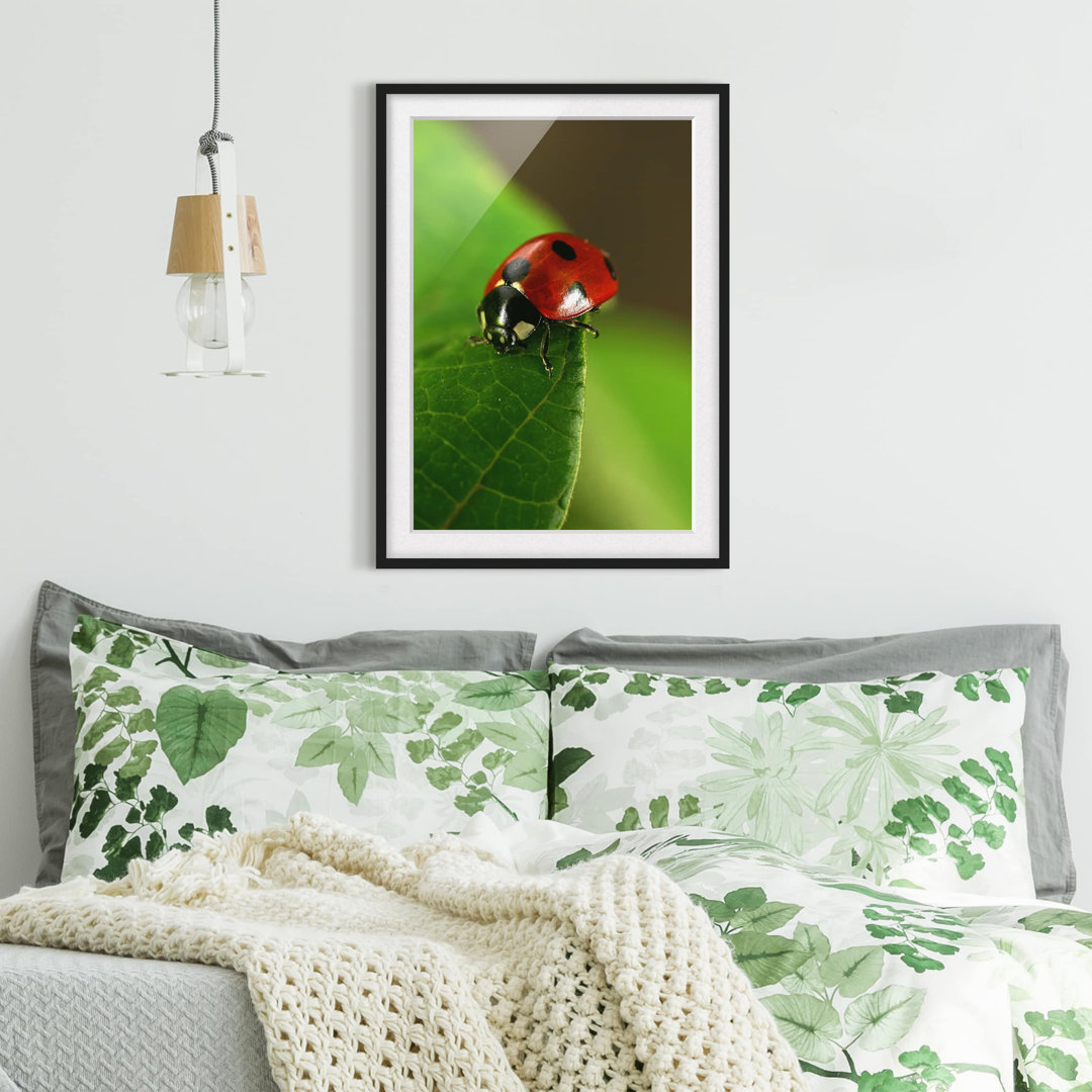 Gerahmter Fotodruck Ladybird