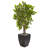 57'' Faux Birch Tree in Stone Planter