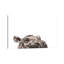 «Peeking Hippo» par Big Nose Work - impression d'art graphique-52535814-52535823-52535815