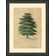 Wendover Art Group Algum Tree Framed On Paper Print | Wayfair