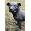 Larae Dog Weather Resistant Concrete Garden Statue-1255861315