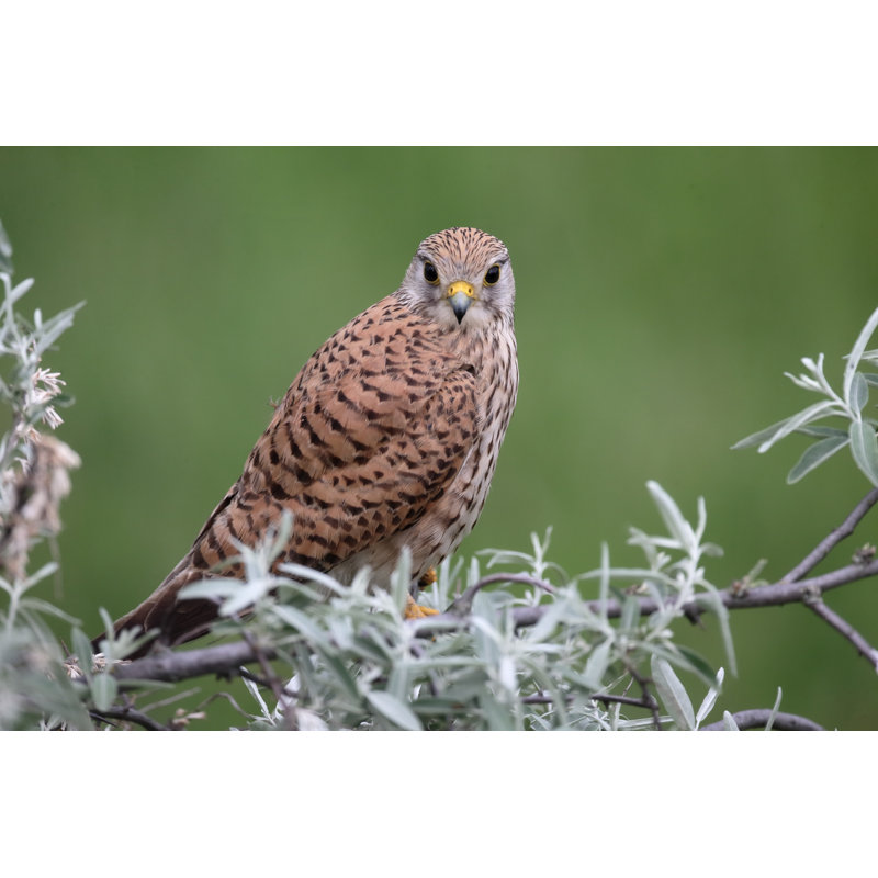 Kestrel, Falco Tinnunculus - Wrapped Canvas Print, 20cm H x 30cm W x 3.8cm D