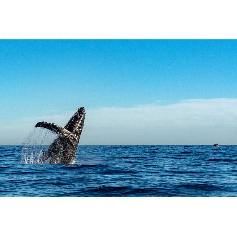 Humpback Whale by Izanbar - Wrapped Canvas Print, 30cm H x 46cm W x 3.8cm D