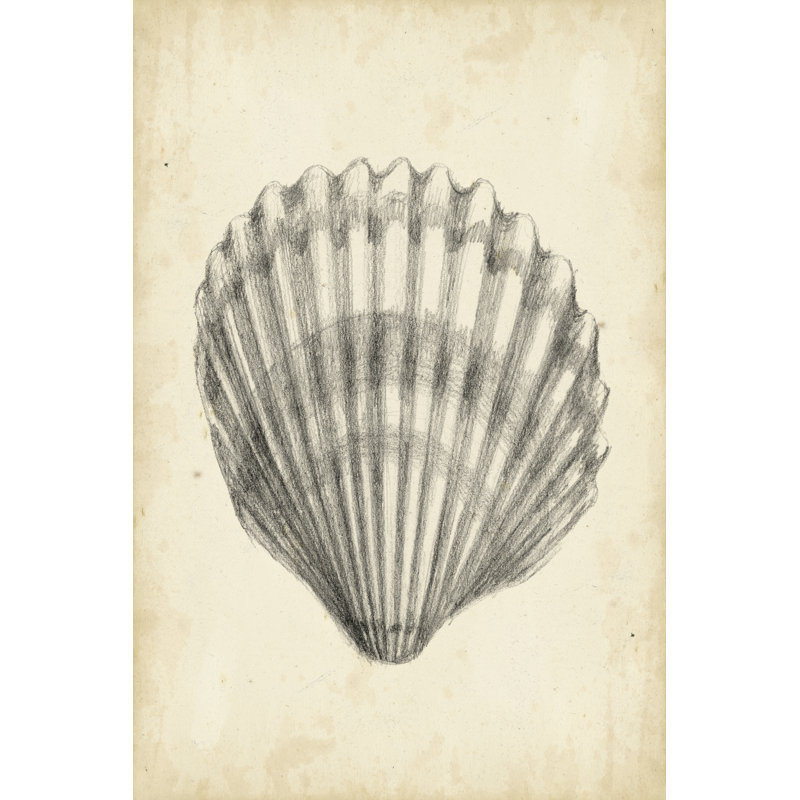 Antique Shell Study III by Ethan Harper - Wrapped Canvas Painting, 46cm H x 30cm W x 3.8cm D