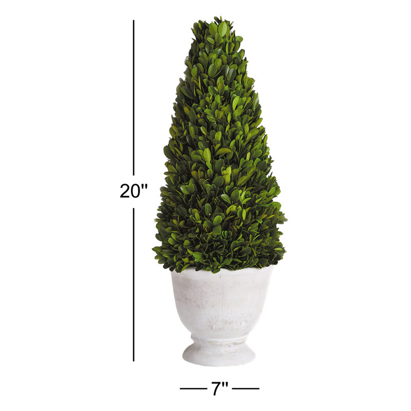 Boxwood Topiary in Ceramic Pot