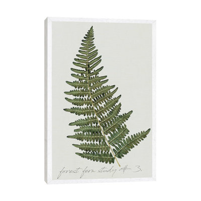 Fern Studies I by Carol Robinson - Painting on Canvas