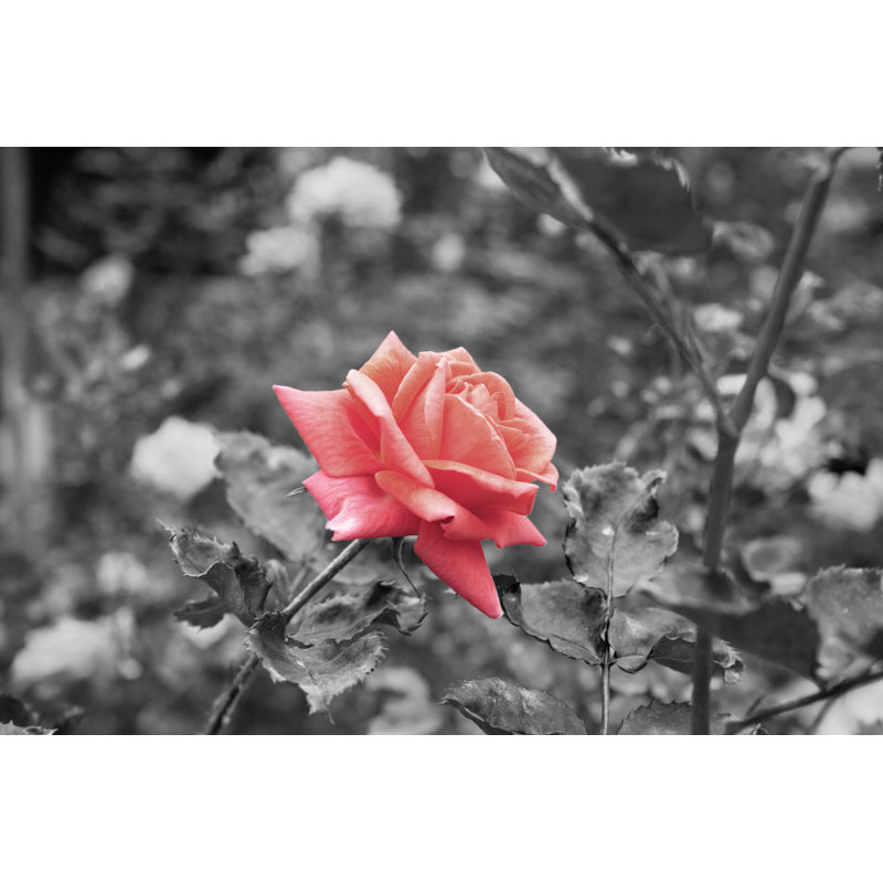One Pink Rose by IJiny - Wrapped Canvas Print, 30cm H x 46cm W