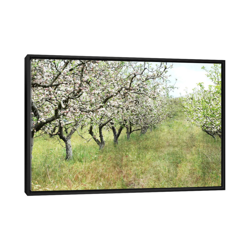 " Apple Orchard " by Lupen Grainne, Black Framed Canvas, No Mat, 18" H x 26" W x 1.5" D