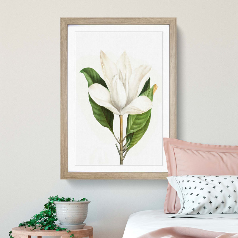 White Southern Magnolia Flower by Pierre-Joseph Redoute - Picture Frame Art Prints, Oak Framed, 65cm H x 48cm W x 2cm D