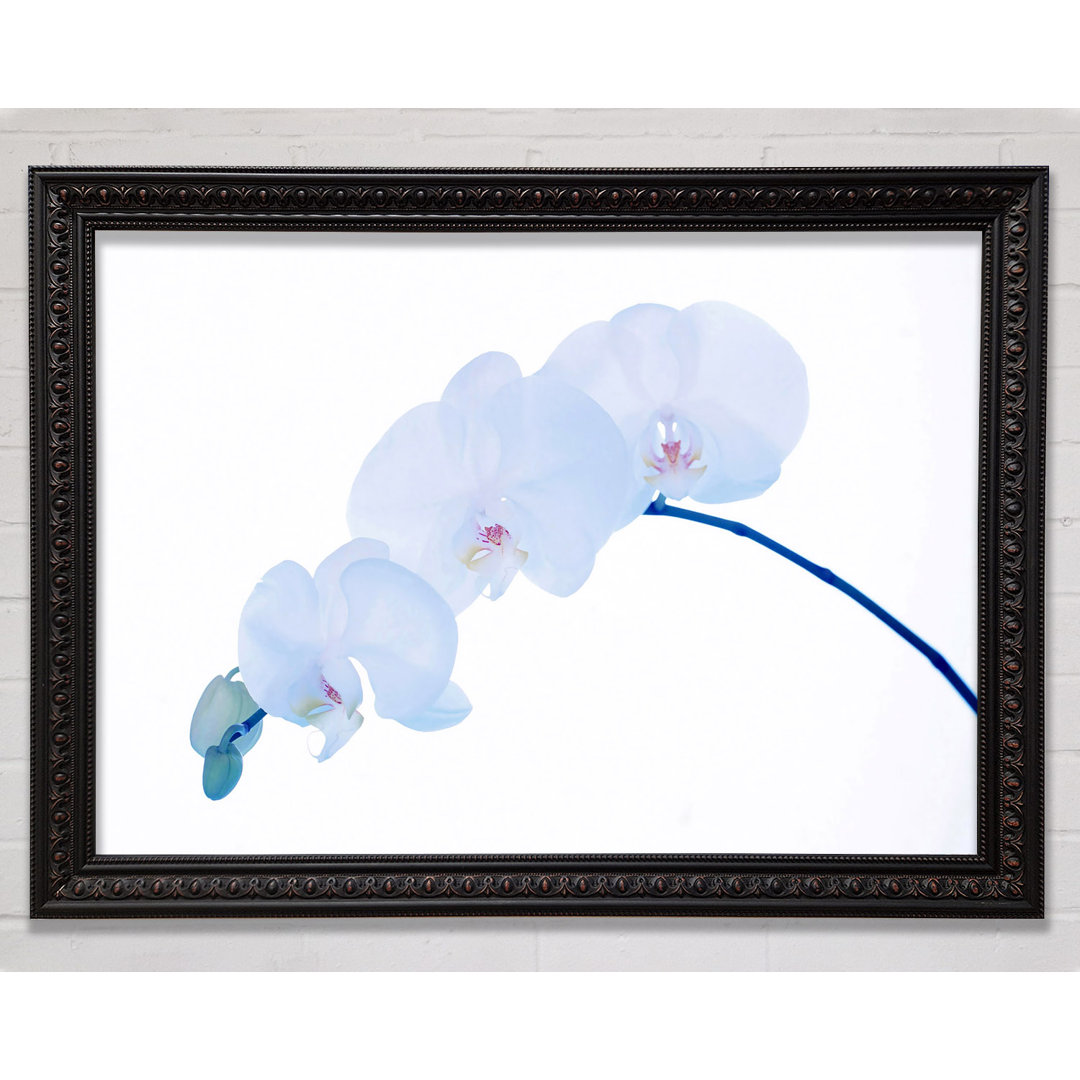 Gerahmtes Leinwandbild Baby Blue Stem