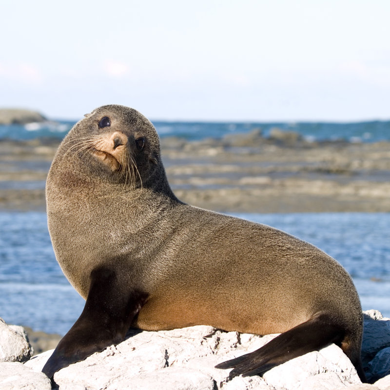 Fur Seal by holgs - Wrapped Canvas Square Print, 30cm H x 30cm W x 3.8cm D
