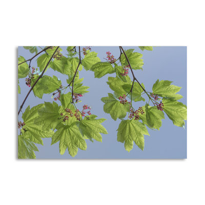 «Vine Maple II» par Kathy Mahan - reproduction de photo