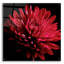 «Red Chrysanthemum On Black» par Tom Quartermaine-1872545883