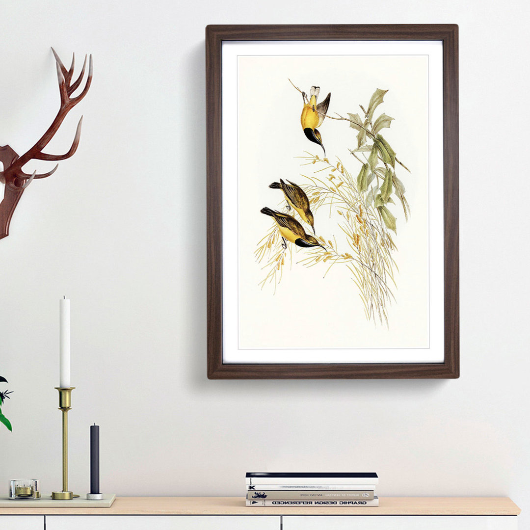 Australian Sunbirds by Elizabeth Gould - Framed Print