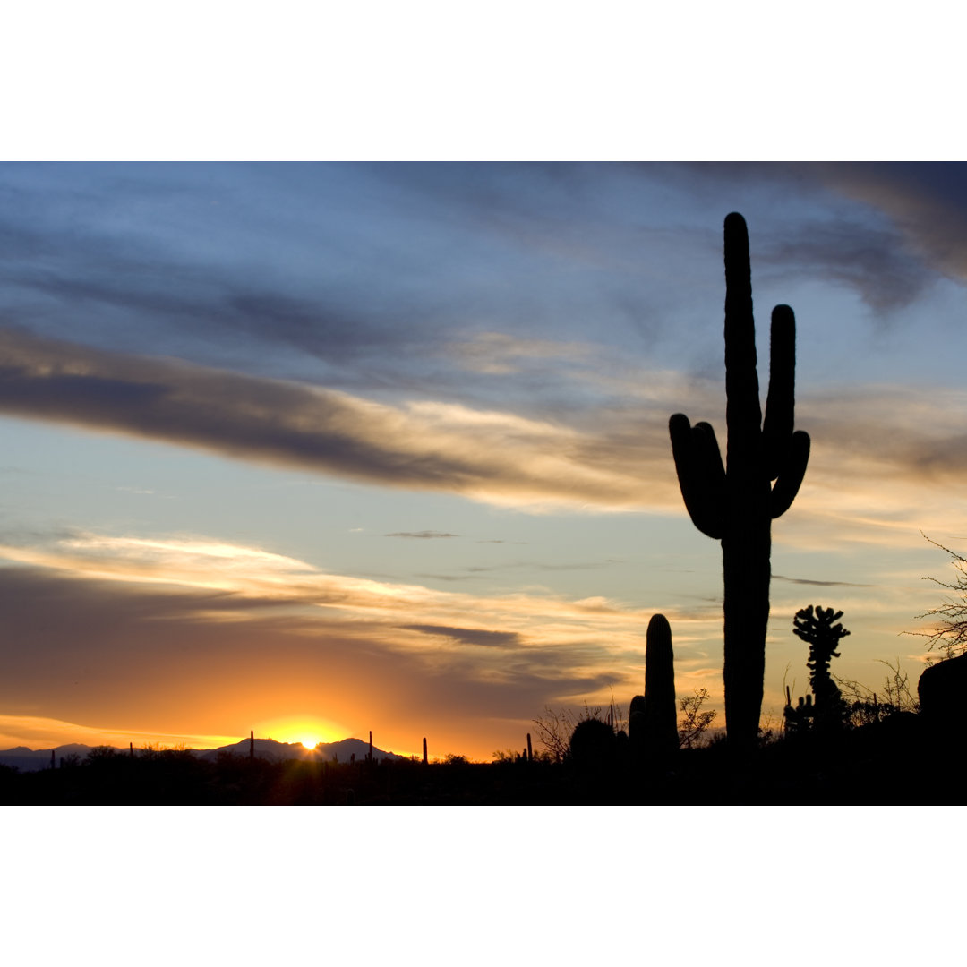 Beautiful Cactus Sunset von MarkCoffeyPhoto - Kunstdrucke auf Leinwand ohne Rahmen