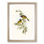 White-Eared Honeyeaters by Elizabeth Gould - Picture Frame Painting Print-55612095-55612098