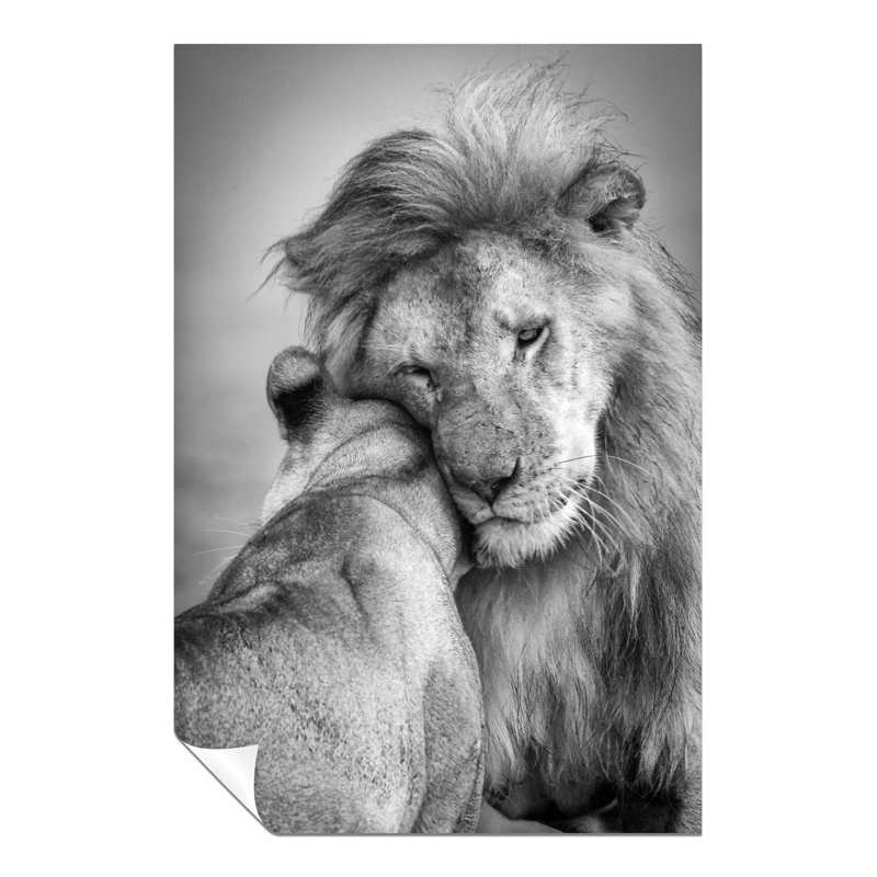 Lion And Lioness Couples Love - Wrapped Canvas Print, 76cm H x 51cm W x 0.5cm D
