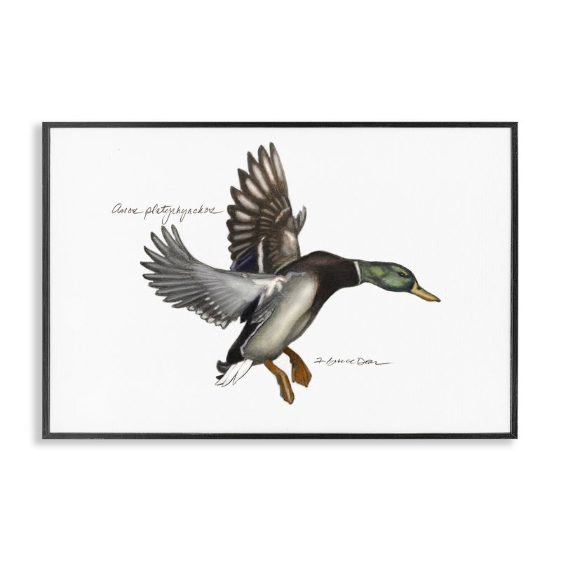 Giclée de canard colvert volant par Jadei, Giclée encadrée noir minuit, H 12 po x l 18 po