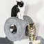 Cat Perch