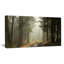 Reproduction de photo sur toile - Forêt vert foncé avec rayons de soleil-18439129