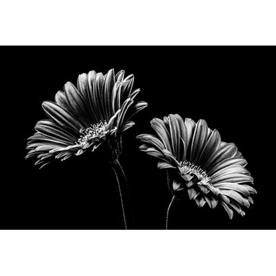 Emmalilly Gerbera noir et blanc par Hirma