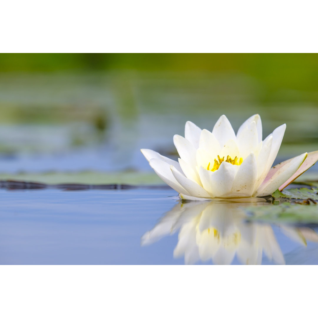 Seerosenblüte Nahaufnahme in einem Kanal im Naturschutzgebiet Weerribben-Wieden von Sjo - No Frame Kunstdrucke auf Leinw...