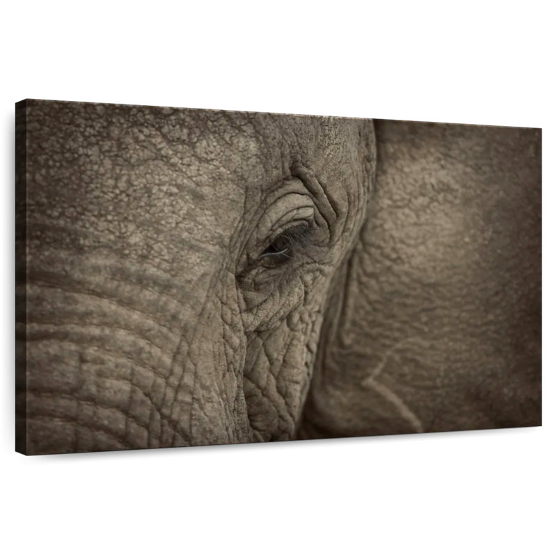 Oeil d'éléphant d'Afrique Brampt, H 8 po x l 12 po