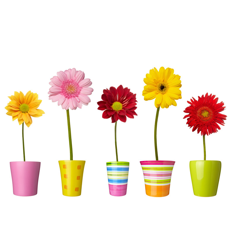 Fleurs colorées et 5 pots dans une rangée sur fond blanc, H 26 po x l 50 po x P 1,5 po