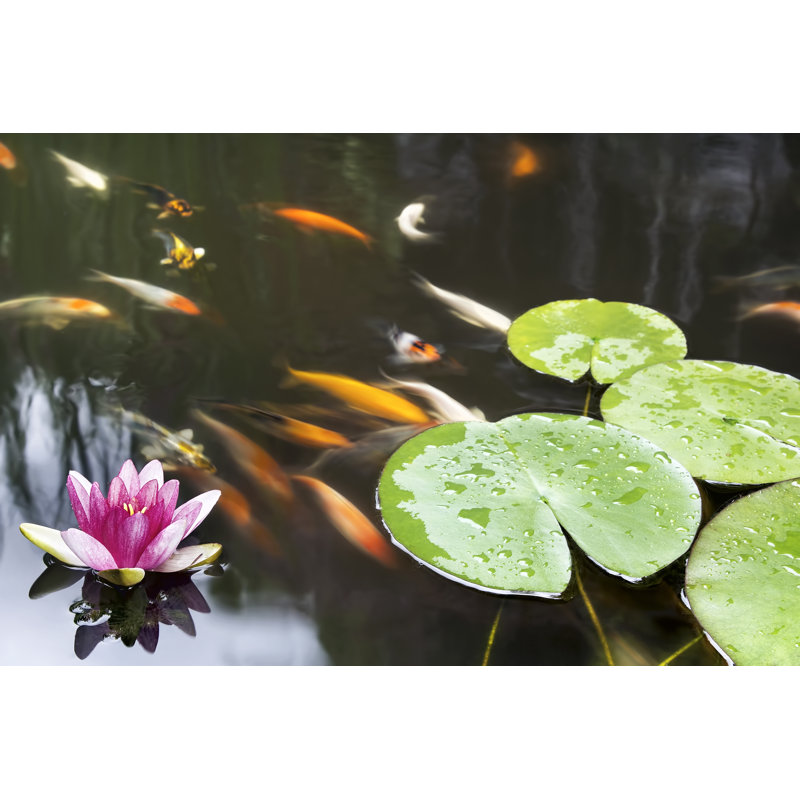 Lily Flower In Pond by JPLDesigns - Wrapped Canvas Print, 30cm H x 46cm W
