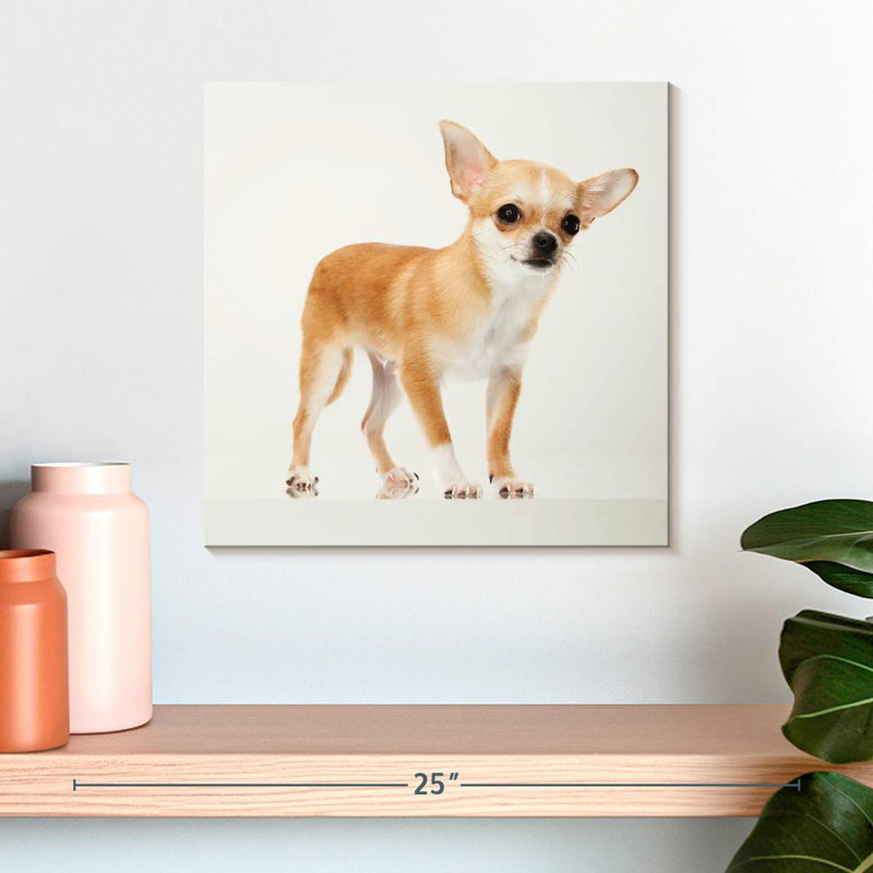 Chihuahua précieux Brampt, H 16 po x l 16 po