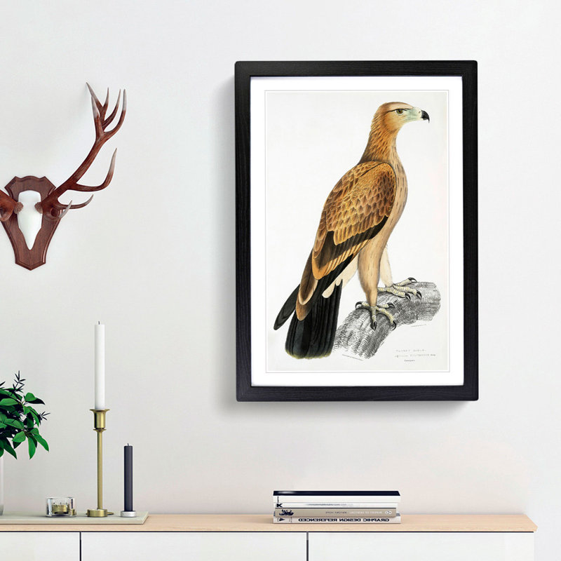 Tawny Eagle by John Edward Gray - Picture Frame Graphic Art Print, Black Framed, 65cm H x 48cm W x 2cm D