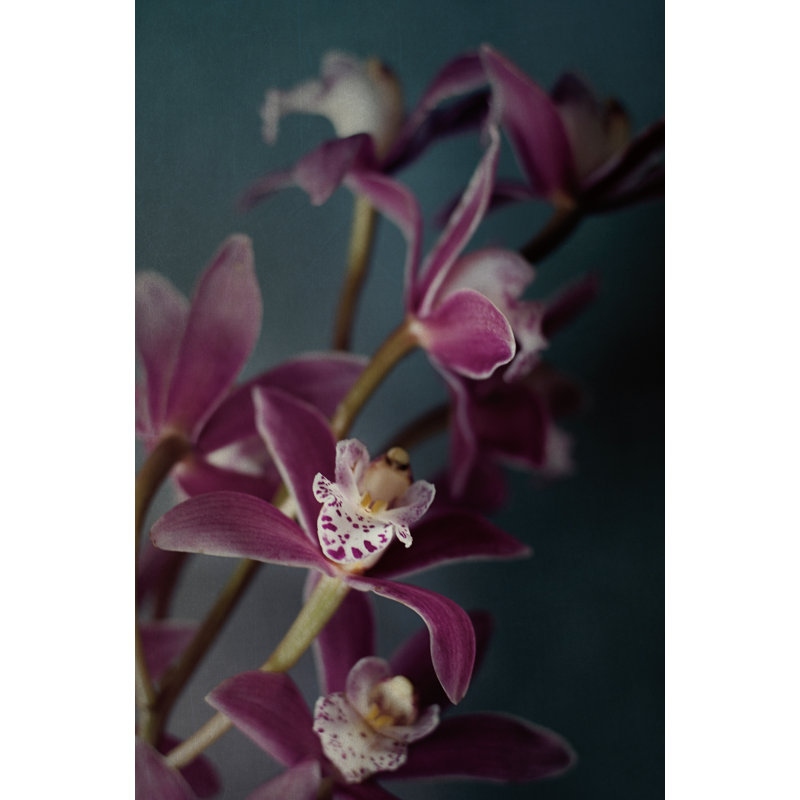 Dark Orchid IV by Elizabeth Urquhart - Photograph Print, 91cm H x 61cm W, Wrapped Canvas