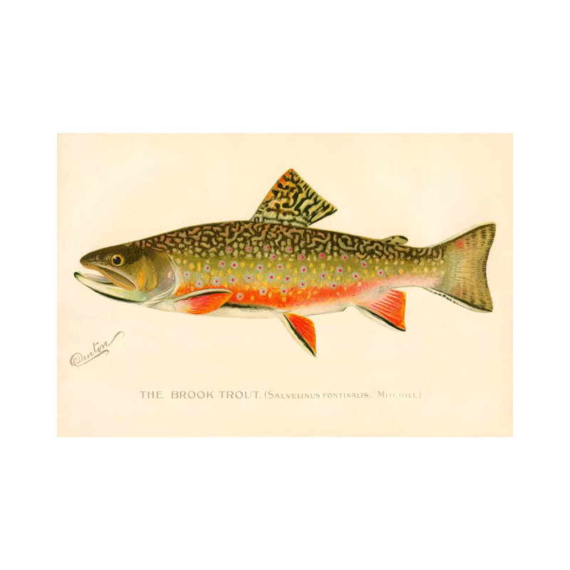 The Brook Trout - impression d'art graphique, Toile tendue, H 18 po x l 26 po x P 1,5 po