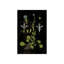 Botanical Study VI Print by Michelle Bennett-26940127-26940128