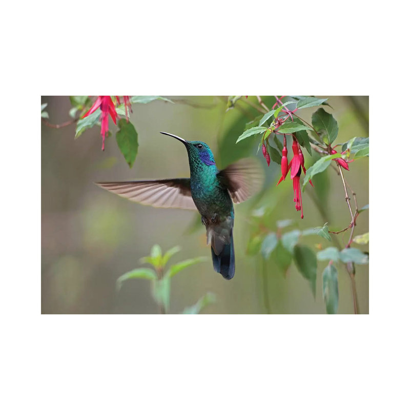 Green Violet-Ear Hummingbird Foraging, Costa Rica by Tim Fitzharris - Wrapped Canvas Print