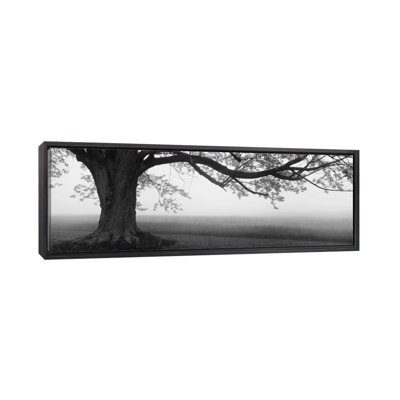" Tree In A Farm, Knox Farm State Park, East Aurora, New York State, USA "