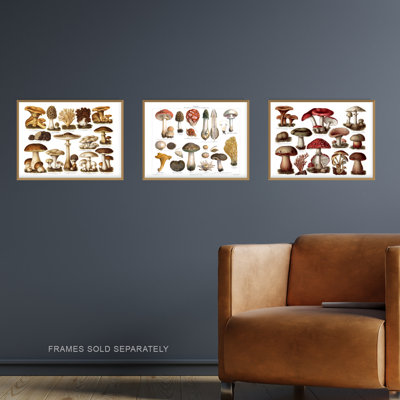 Vintage Poisonous And Edible Mushrooms Illustrations 3-Piece Set Unframed Wall Art Prints Study Office Aesthetic Meyers Lexikon